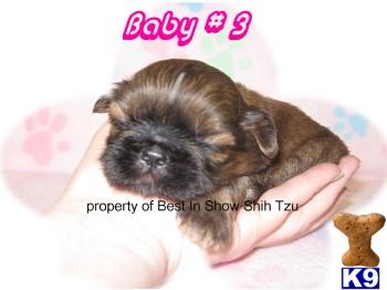 Hypoallergenic Dogs